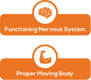 nervous-system-proper-function